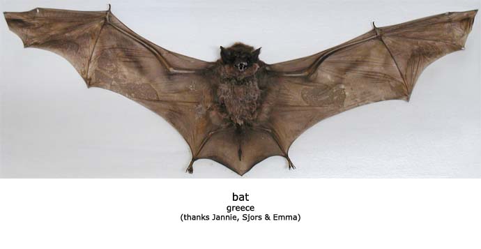 bat